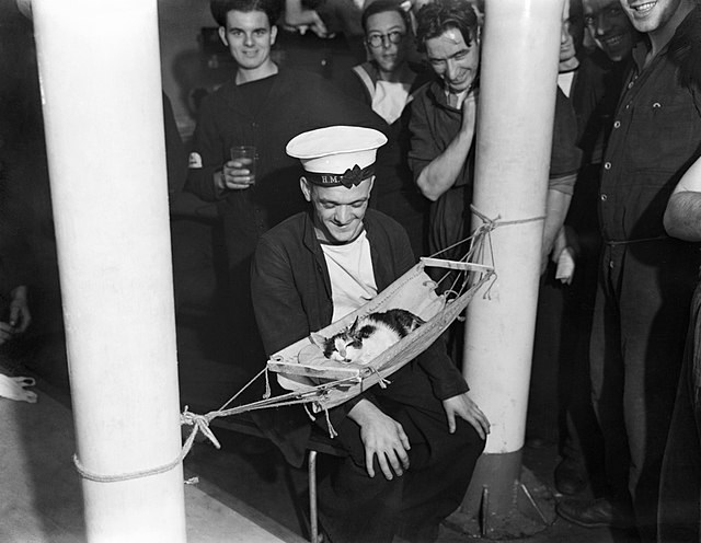 GATTI 640px Sailors surround the ships cat Convoy asleep in a miniature hammock on board HMS HERMIONE Gibraltar 26 November 1941. A6410