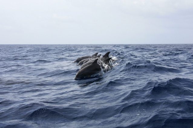 Delfini salvataggio1