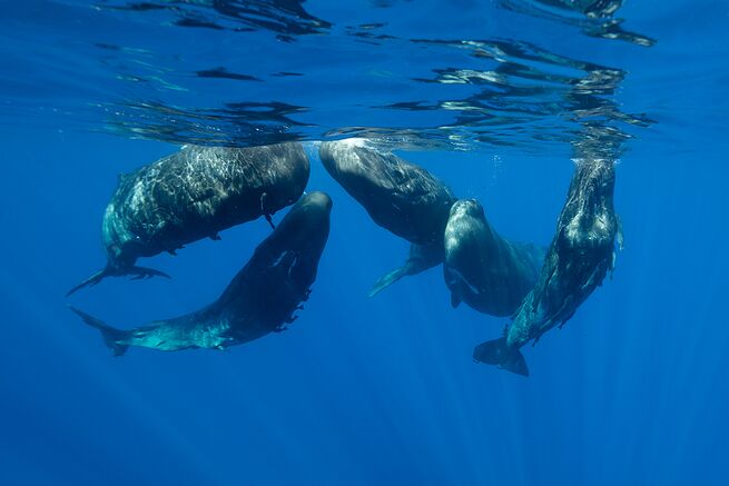 indian ocean sperm whales shutterstock wildestanimal