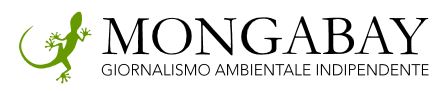 Logo Mongabay