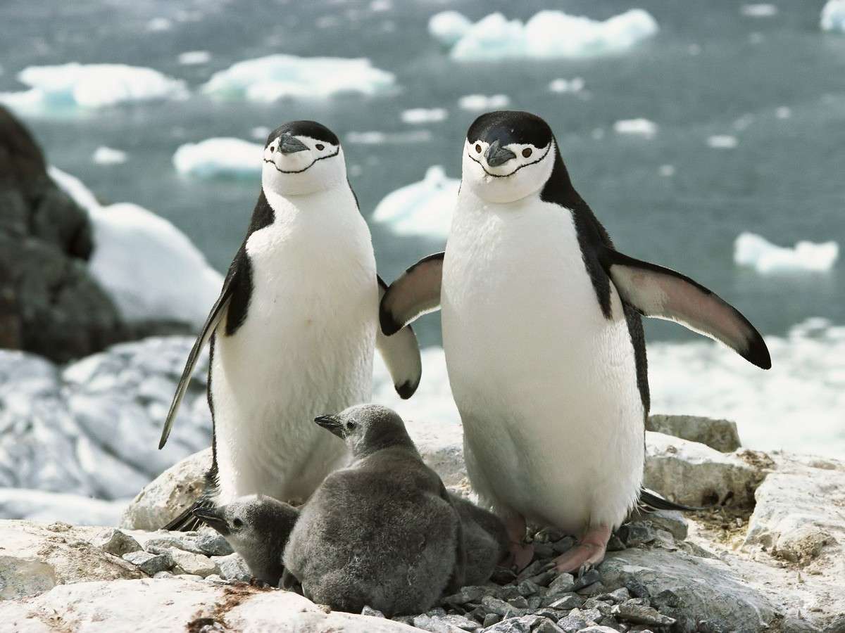 pygoscelis antarctica pinguini